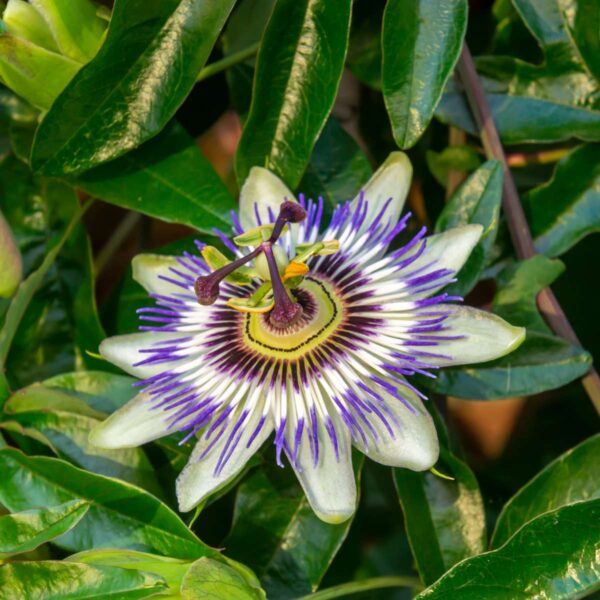 Passiflore - Mix de 3 - – Image 4