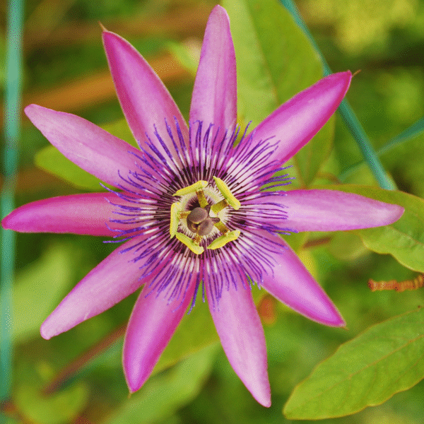Passiflore - Mix de 3 - – Image 6
