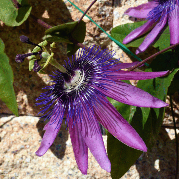 Passiflore - Mix de 3 - – Image 8
