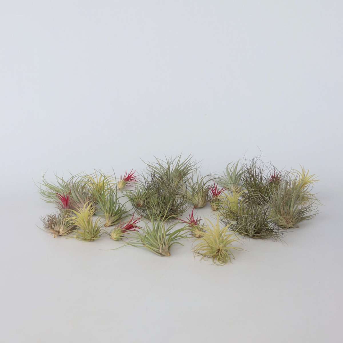 Tillandsia – Mix de 24 – Plantes aériennes