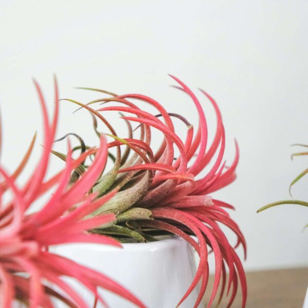 Tillandsia - Mix de 24 - Plantes aériennes – Image 2