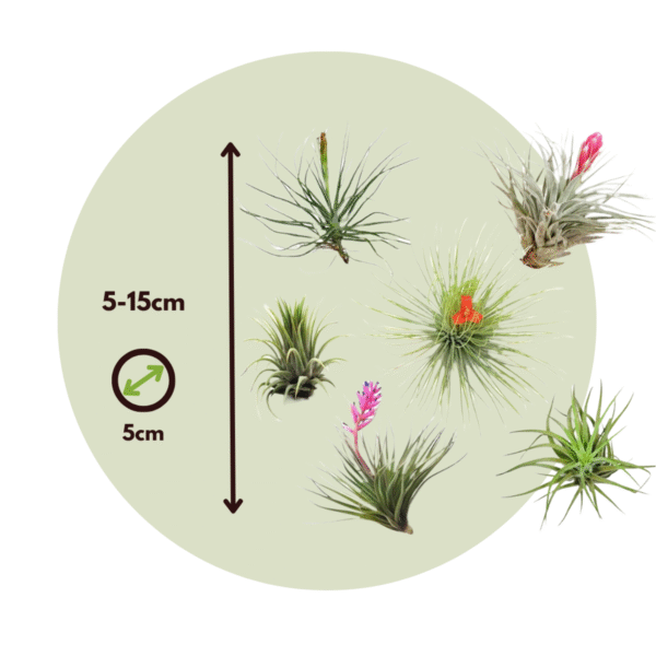 Tillandsia - Mix de 24 - Plantes aériennes – Image 3