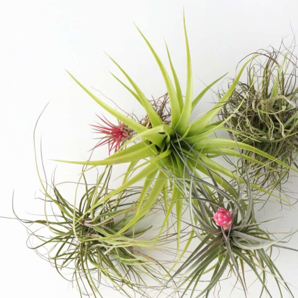 Tillandsia - Mix de 24 - Plantes aériennes – Image 4