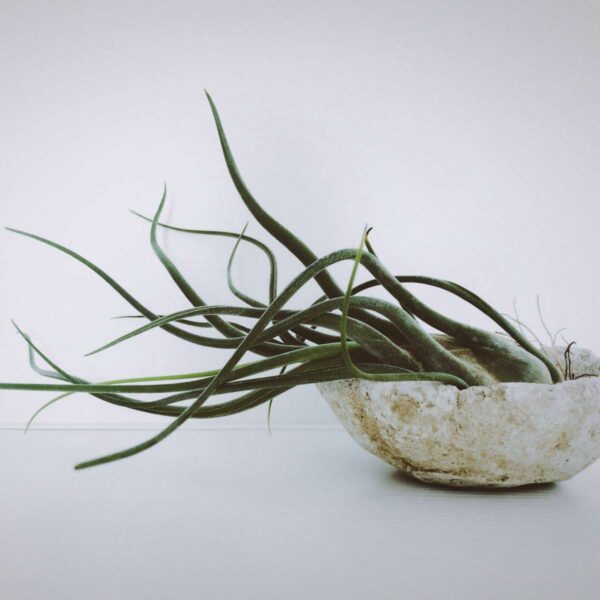 Tillandsia - Mix de 24 - Plantes aériennes – Image 5