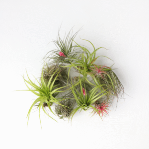 Tillandsia - Mix de 10 - Plantes aériennes