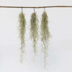 Tillandsia Usneoides 'Spaans Mos' - Set Van 3