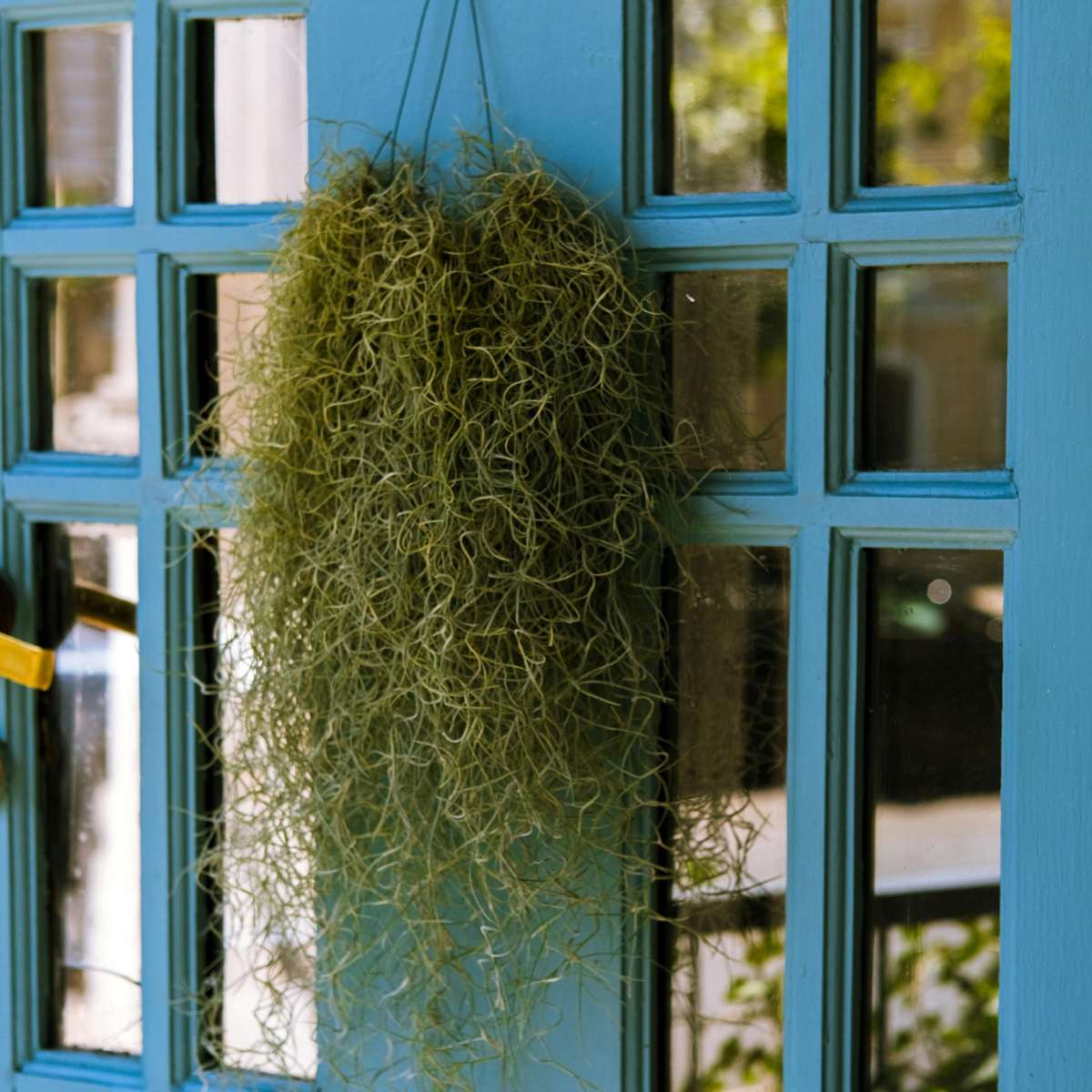 Tillandsia Usneoides 'Mousse Espagnole' - Set de 3 – Image 2