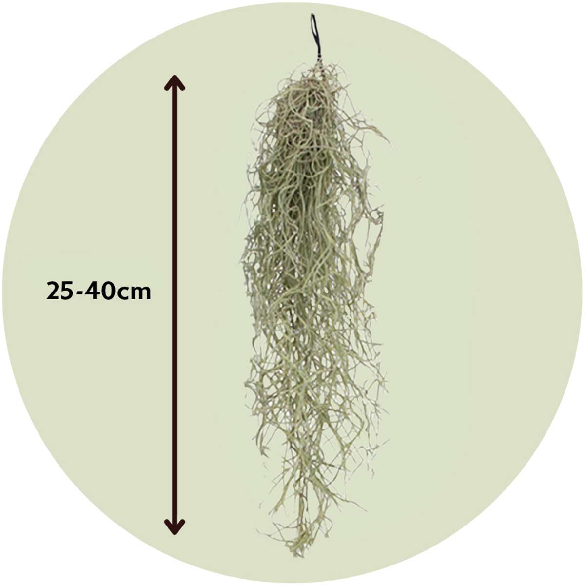 Tillandsia Usneoides 'Mousse Espagnole' - Set de 3 – Image 3