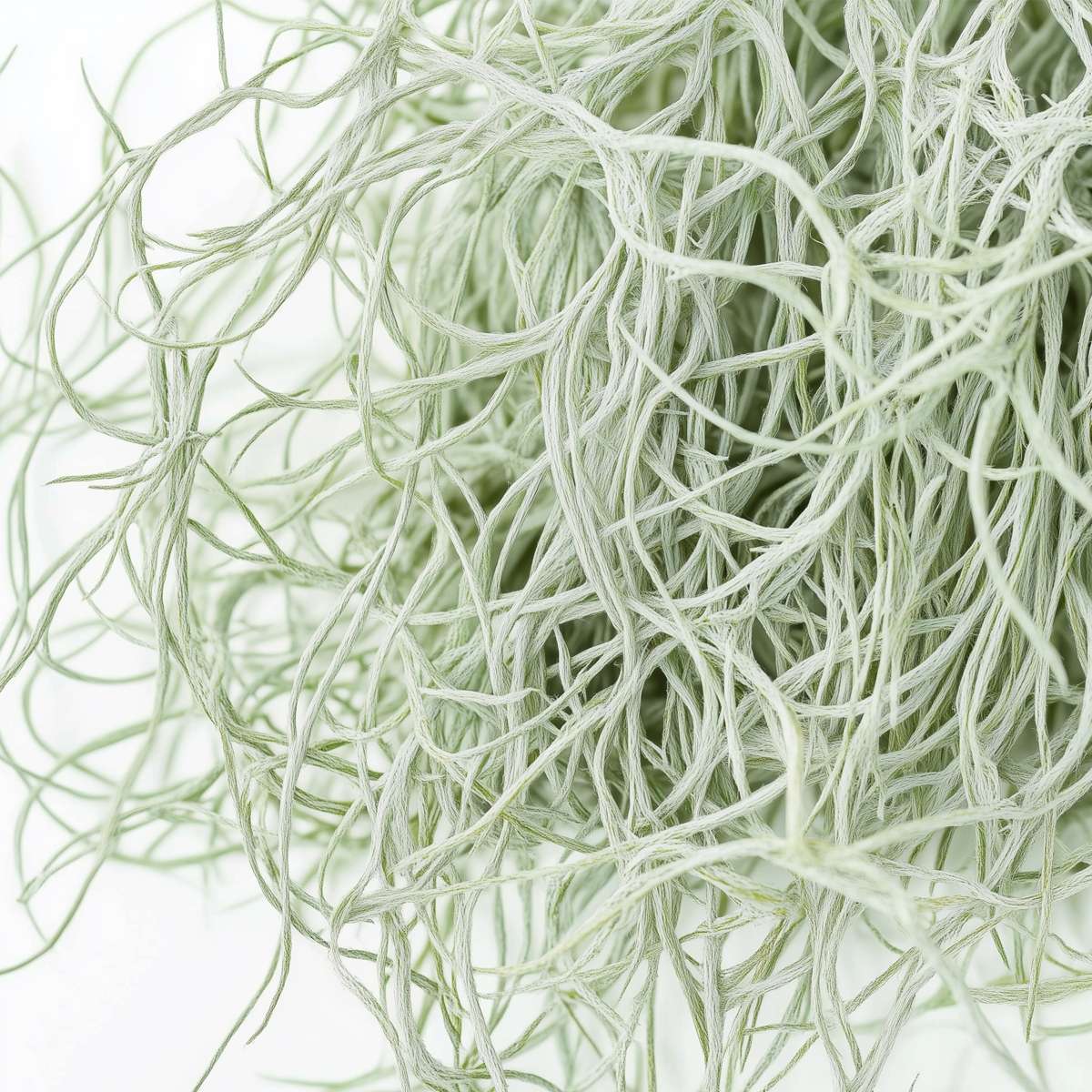 Tillandsia Usneoides 'Mousse Espagnole' - Set de 3 – Image 6