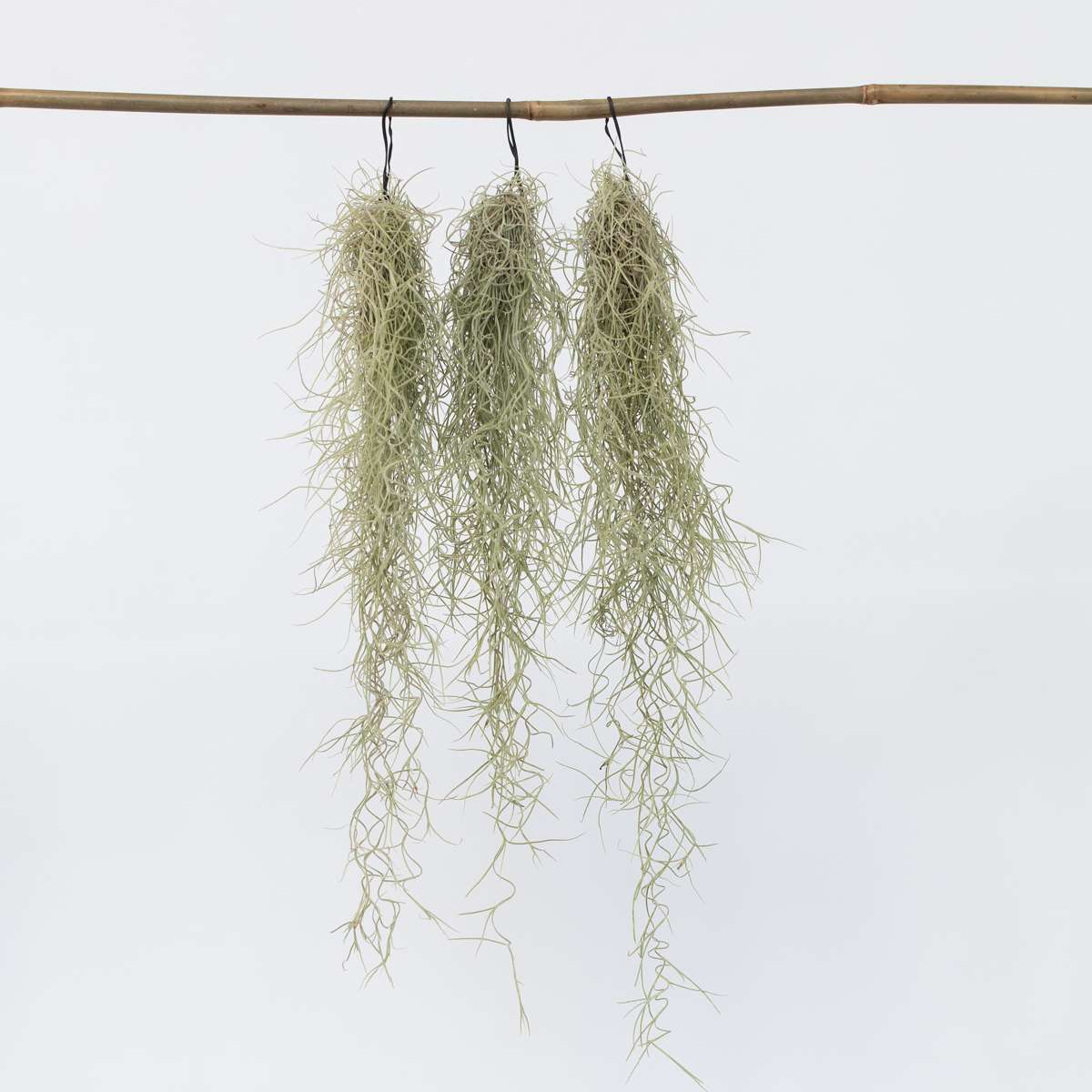 Tillandsia Usneoides 'Mousse Espagnole' - Set de 3 – Image 7