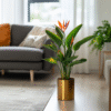 Strelitzia Reginea - Fleur de paradis – Image 2