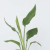 Strelitzia Reginea - Fleur de paradis – Image 4