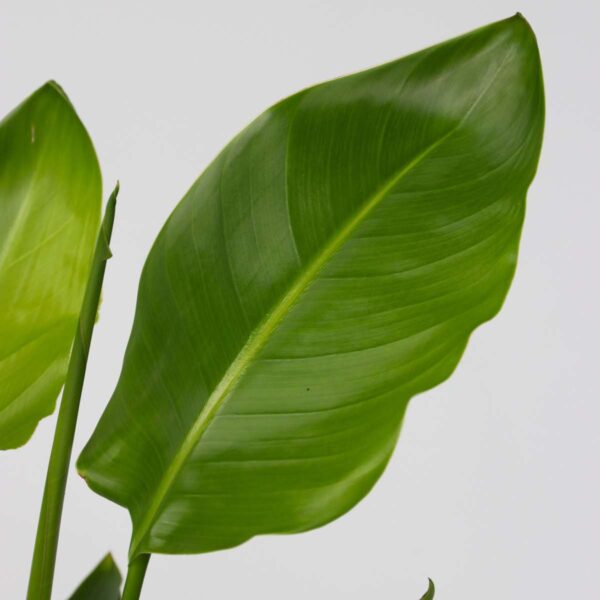 Strelitzia Reginea - Fleur de paradis – Image 6