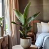 Strelitzia Reginea - Fleur de paradis – Image 8