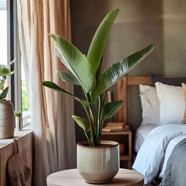 Strelitzia Reginea - Fleur de paradis – Image 8