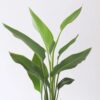 Strelitzia Reginea - Fleur de paradis – Image 9