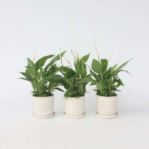 Spathiphyllum - Set de 3