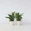 Spathiphyllum - vendu par 2