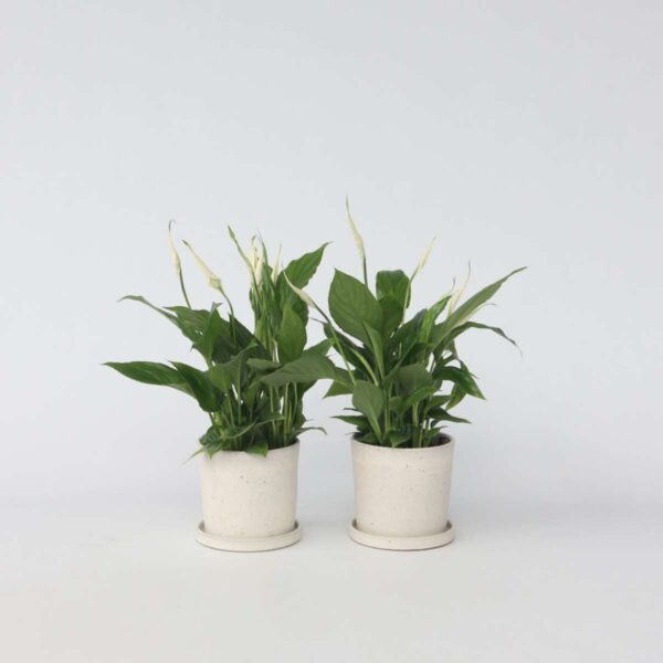 Spathiphyllum - vendu par 2