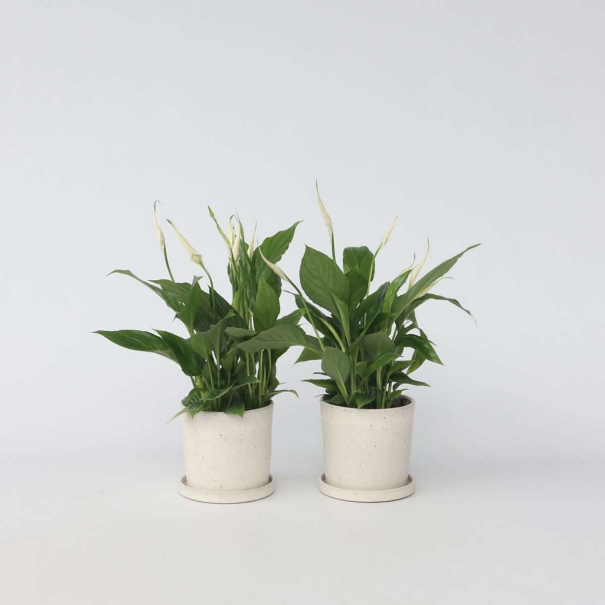 Spathiphyllum – vendu par 2