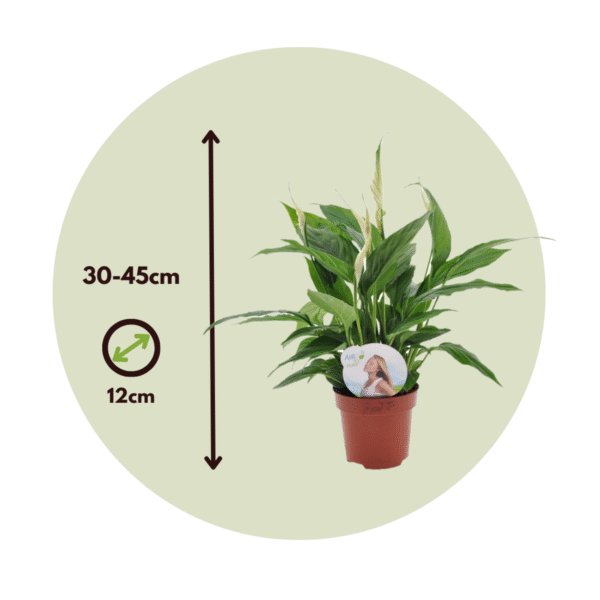 Spathiphyllum - vendu par 2 – Image 3