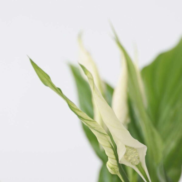 Spathiphyllum - vendu par 2 – Image 4
