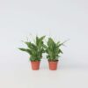 Spathiphyllum - vendu par 2 – Image 7