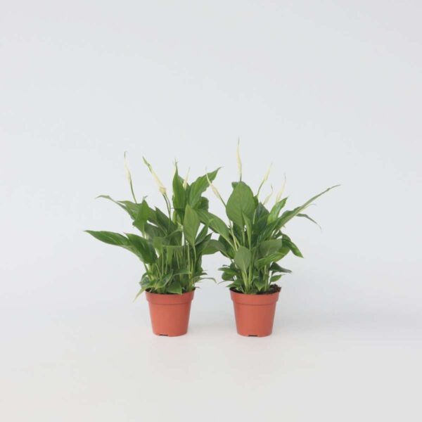 Spathiphyllum - vendu par 2 – Image 7