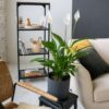 Spathiphyllum - vendu par 2 – Image 9