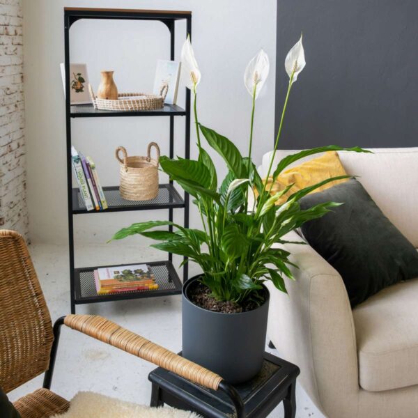 Spathiphyllum - vendu par 2 – Image 9