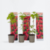 Plants de framboises - Set de 3 - Framboisier