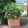 Plants de framboises - Set de 3 - Framboisier – Image 2