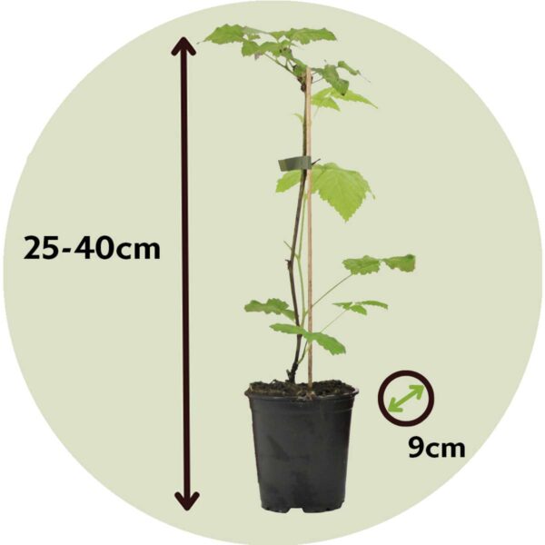 Plants de framboises - Set de 3 - Framboisier – Image 3