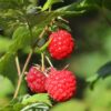 Plants de framboises - Set de 3 - Framboisier – Image 4