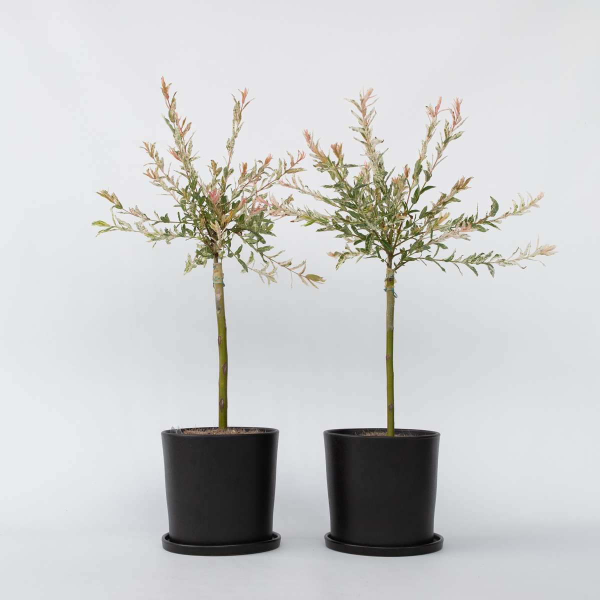 Salix Flamingo – Set de 2