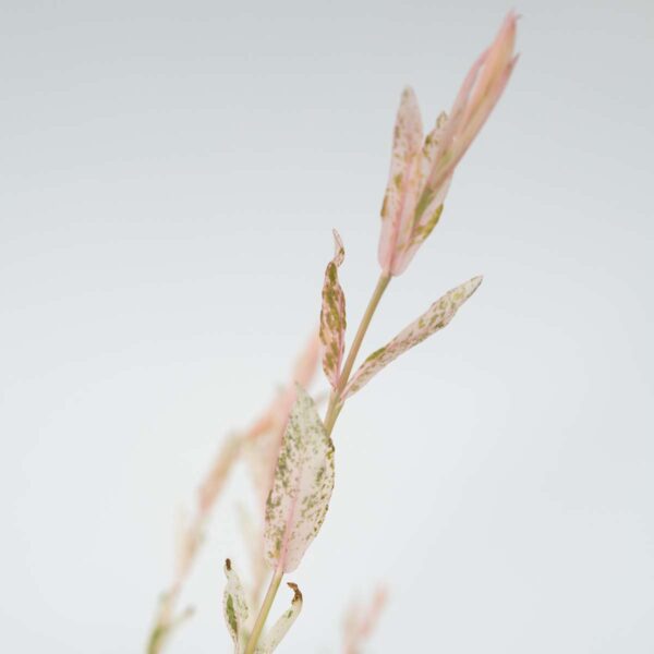 Salix Flamingo - Set de 2 – Image 10