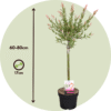 Salix Flamingo - Set de 2 – Image 3
