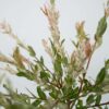 Salix Flamingo - Set de 2 – Image 6