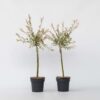 Salix Flamingo - Set de 2 – Image 7