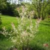 Salix Flamingo - Set de 2 – Image 9