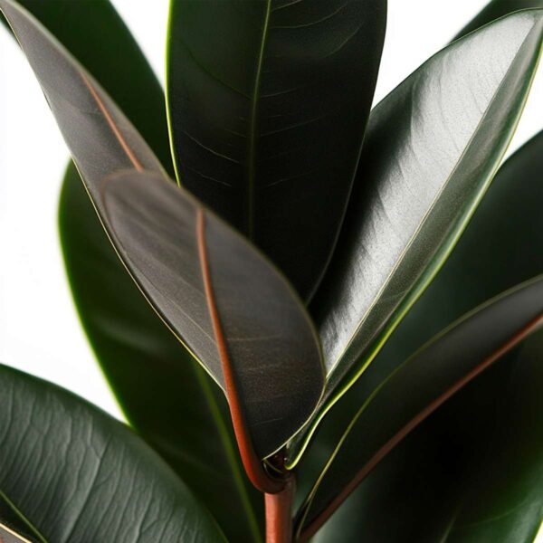 Ficus Elastica 'Abidjan' – Image 10