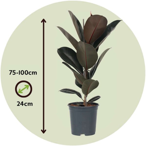 Ficus Elastica 'Abidjan' – Image 3