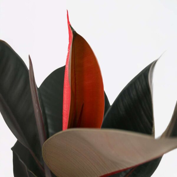 Ficus Elastica 'Abidjan' – Image 4