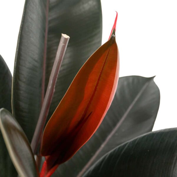Ficus Elastica 'Abidjan' – Image 6