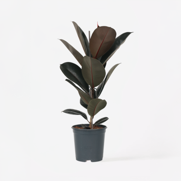 Ficus Elastica 'Abidjan' – Image 7