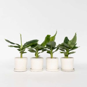 Musa  - Set de 4 - bananiers