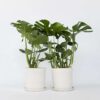 Monstera Deliciosa Xl - Set Van 2 - Gatenplant