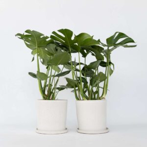 Monstera Deliciosa Xl - Set Van 2 - Gatenplant