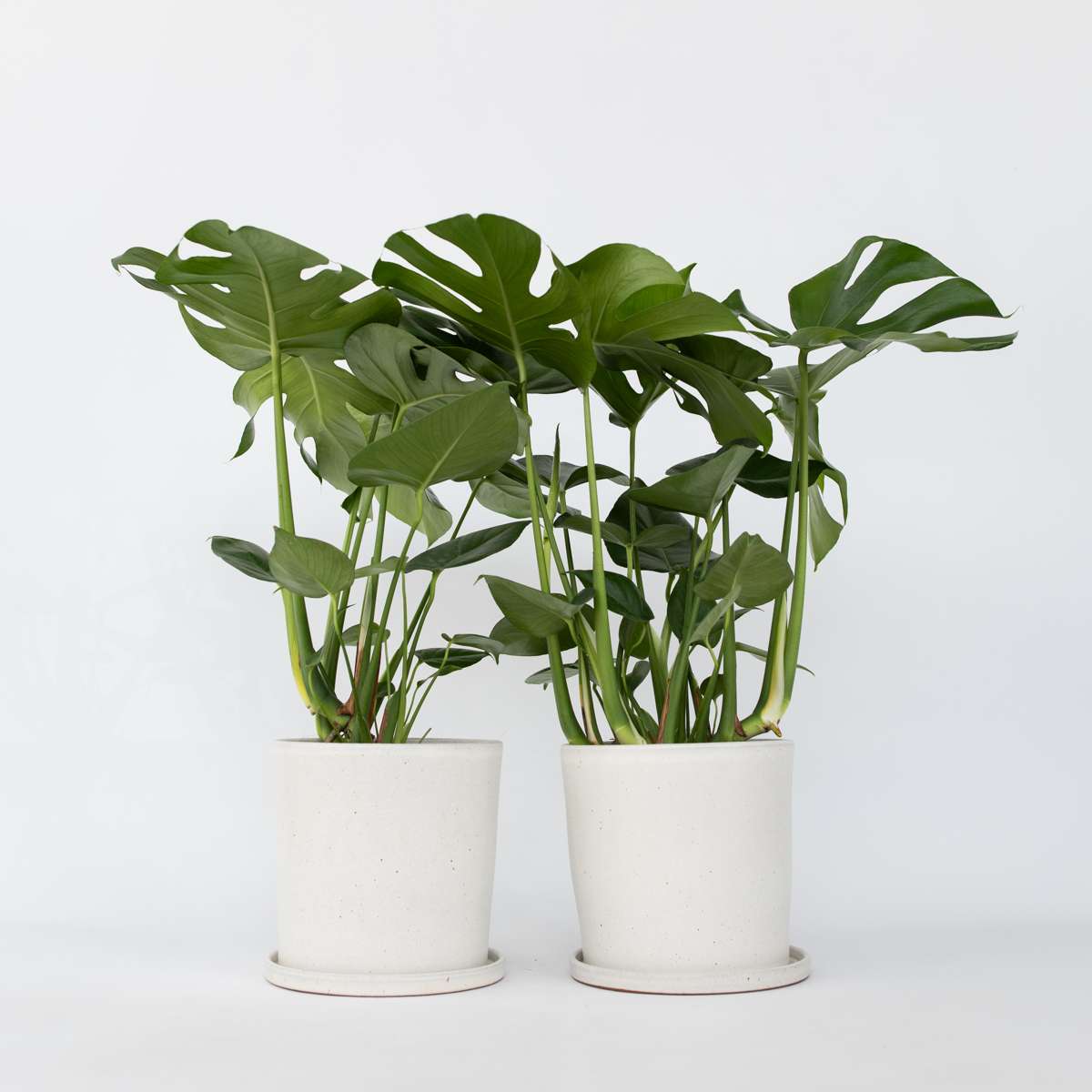 Monstera Deliciosa Xl – Set Van 2 – Gatenplant