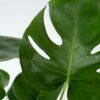 Monstera Deliciosa Xl - Set Van 2 - Gatenplant – Image 10